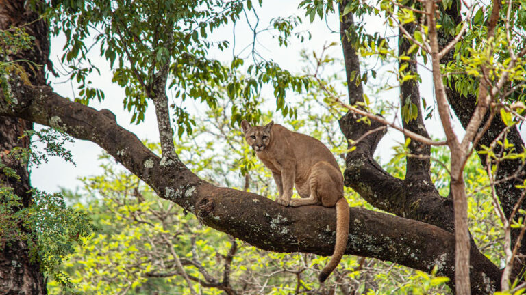 15 U.S. states where mountain lions are still a real concern