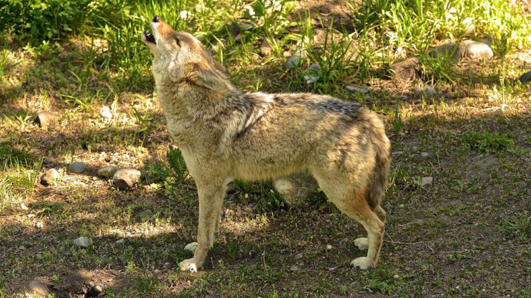 15 states where coyotes have the strongest foothold in farm country