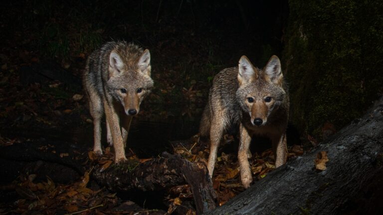 Hunter says coyotes started tailing him into his stand in the dark — and by the time he climbed halfway up the tree, there were eyes all around him within 30 yards