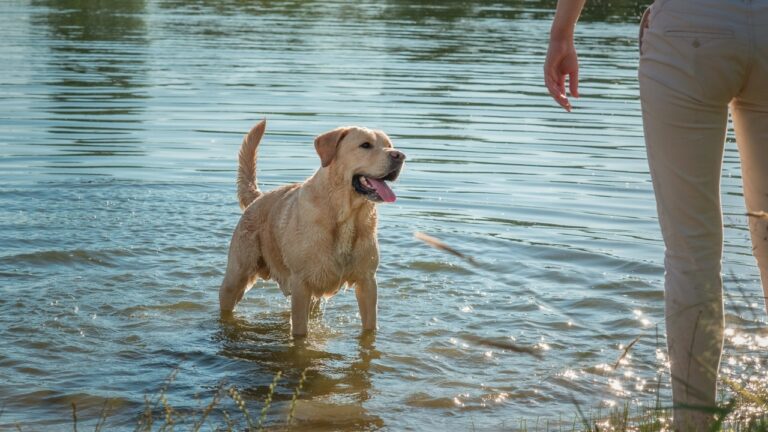 Boat Ramp Dog Training Blocked the Launch Until Fishermen Finally Made the Family Move