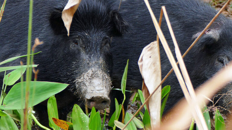 15 animals that can clear out a food plot before season opens