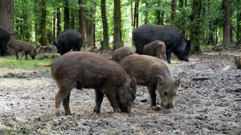 15 U.S. states where hog pressure is changing how people use land