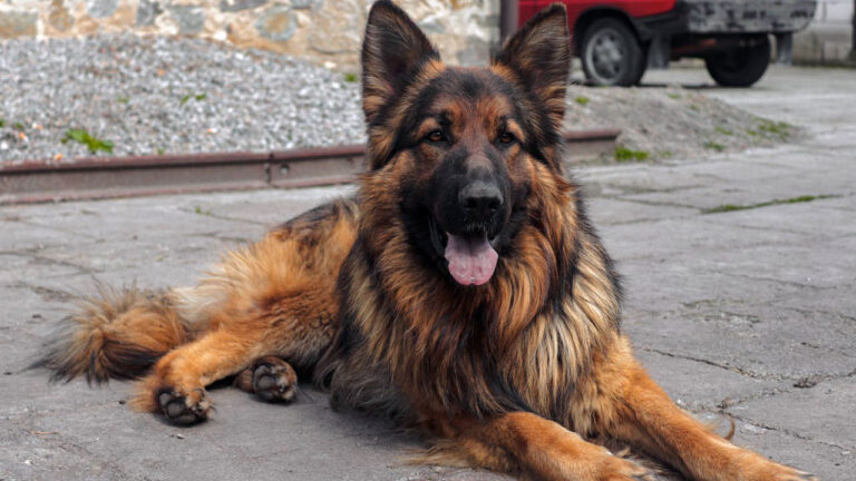 15 dog breeds that are gentle but will absolutely guard home