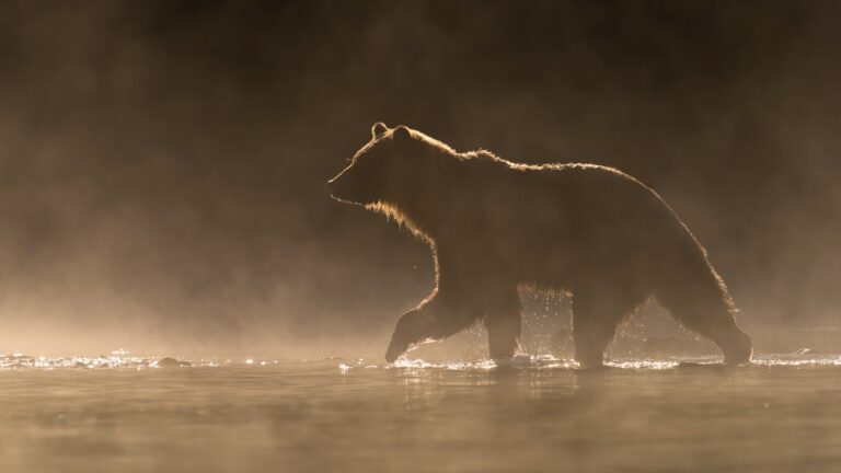 Hunter says fog swallowed the mountain so badly they could not see past 20 feet — and then what looked like “another deer” came out of it and charged