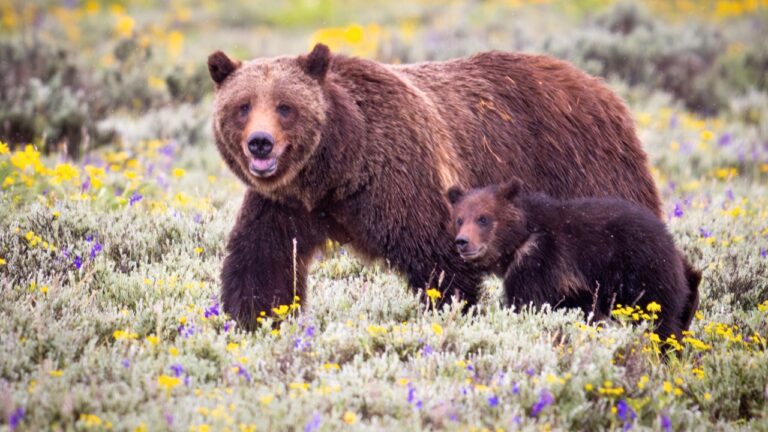 Novice hunter says a grizzly sow and her cubs closed to 100 yards on his fifth day ever in the field — and then came running down the road toward him and his partner on the walk back out