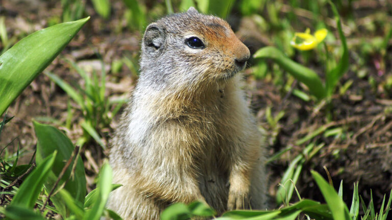 15 animals that can do more damage to pasture than people realize