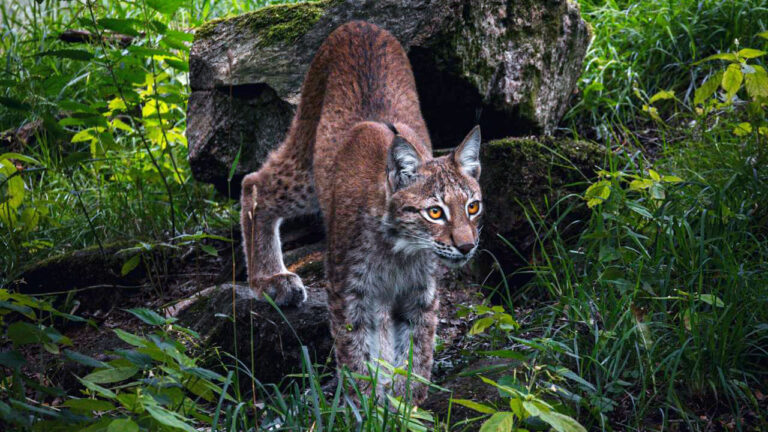 15 animal behaviors that tell you a predator is nearby