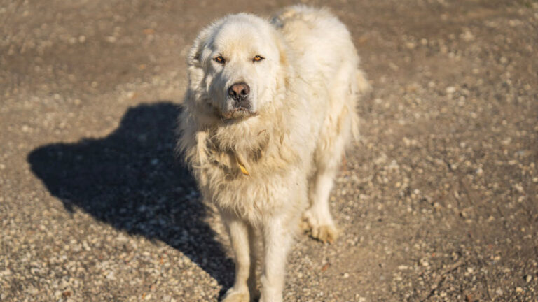15 dog breeds that are still built for rough country