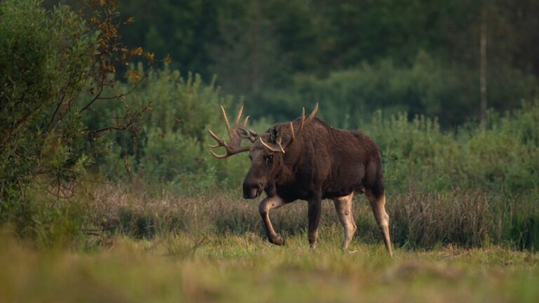 Hunter says he saw a moose cross a floating muskeg and figured he could follow the same track — and about 50 yards in, the whole marsh started moving under his feet like a water bed