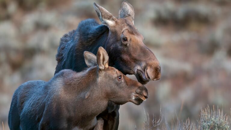 Hunter says he rounded a bend on an old logging road — and found himself close enough to pet a moose calf with the mother standing right behind it