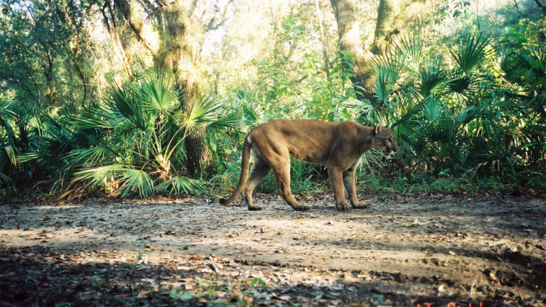15 states where mountain lion sightings are increasing near suburbs