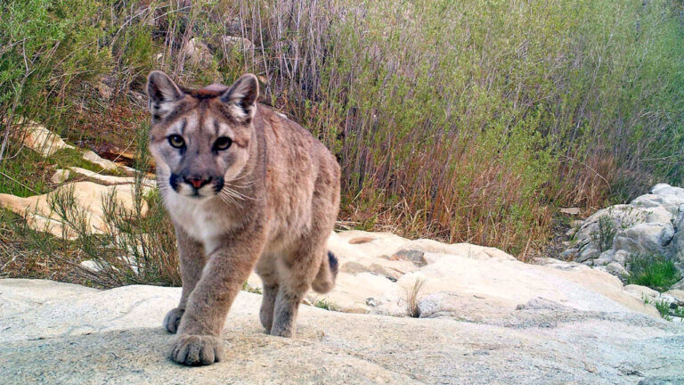 Hiker says a mountain lion kept creeping toward their tent one step at a time — and none of the usual tricks worked until he fired into the dirt