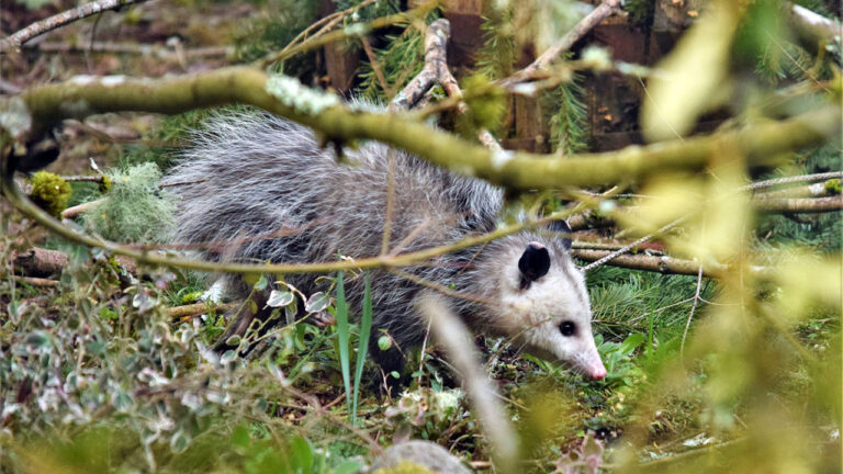 15 animals that can destroy a garden overnight