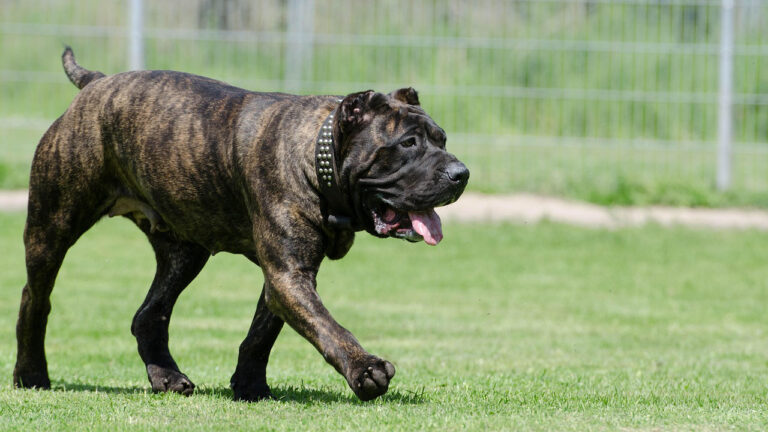 20 dog breeds that seem friendly until something feels off