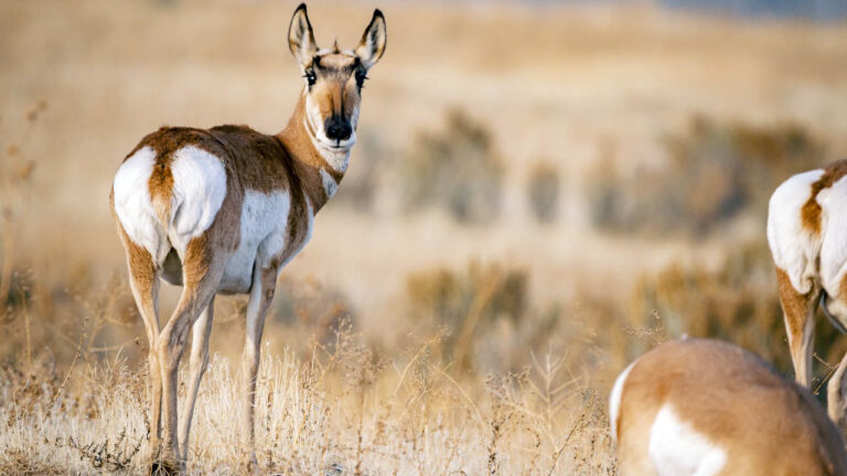 15 states where drought is making game concentrate in fewer places