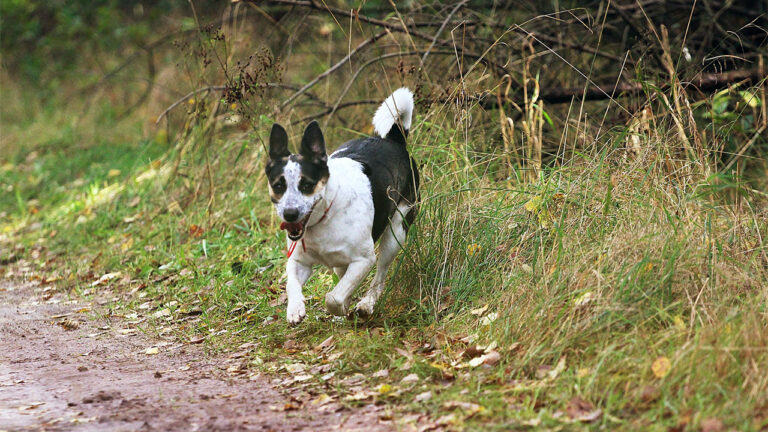 20 farm dog breeds that still have real grit