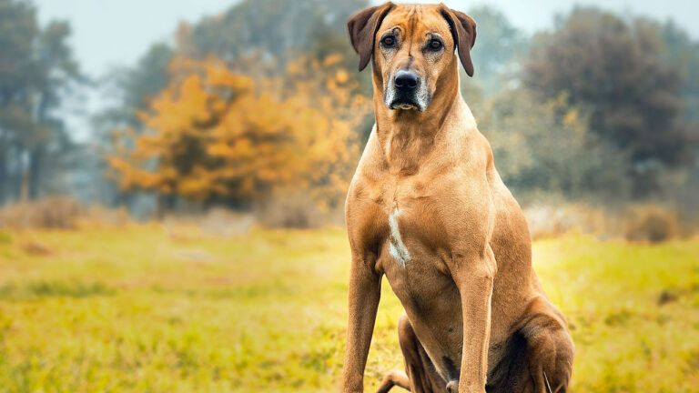 15 dog breeds that bond hard and take guarding personally