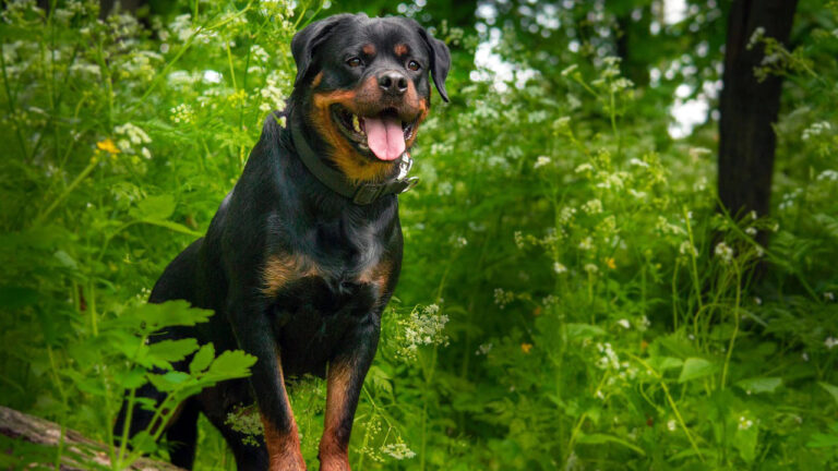15 dog breeds that are calm with family and rough on intruders