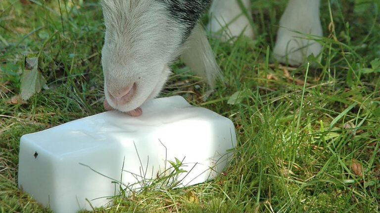 15 animals that will tear up feed, salt, or mineral setups fast