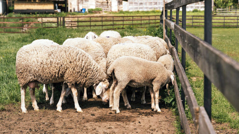 15 animals that can wreck fencing in one night