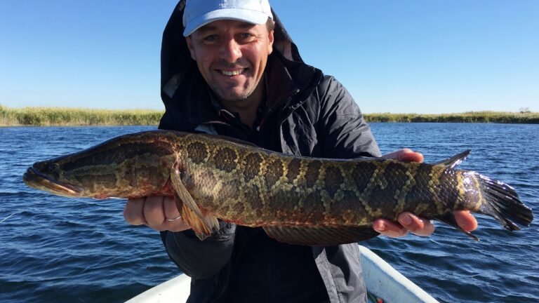 A Fisherman Caught a Snakehead, Broke His Rod Tip, and Walked Into a Game Warden Debate