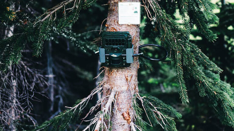 15 animals that make trail cameras way more interesting than deer do