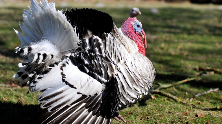 15 U.S. states where turkey numbers are slipping for reasons hunters can see