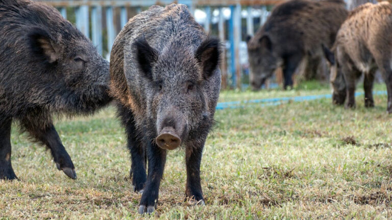15 U.S. states where wild hog problems are getting harder to control