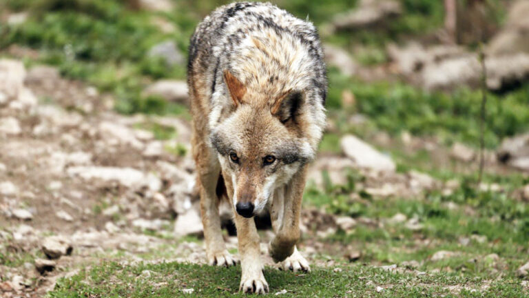 15 U.S. states where wolves are most likely to impact deer hunting