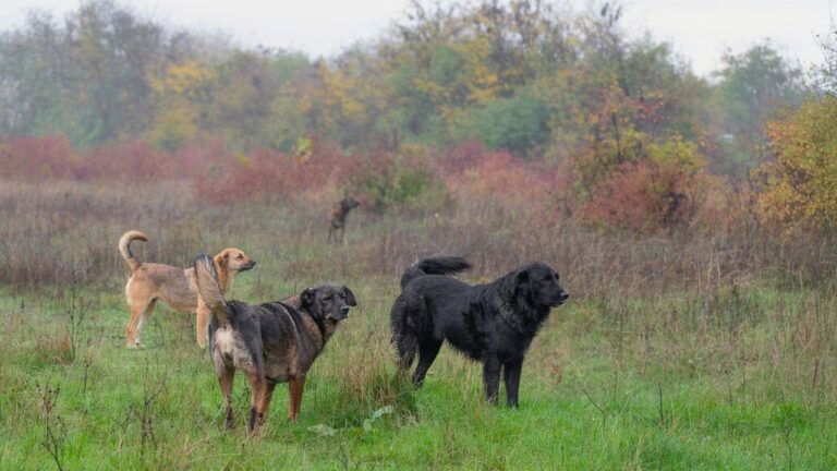 When a Neighbor’s Dogs Keep Blowing Through Your Deer Woods
