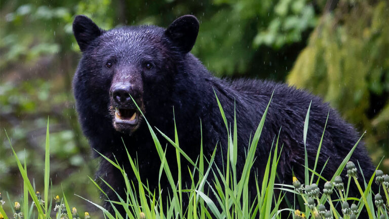 Hunter Says He Was Walking In to Recover His Girlfriend’s Bear — Then a Manitoba Bruiser Charged Him