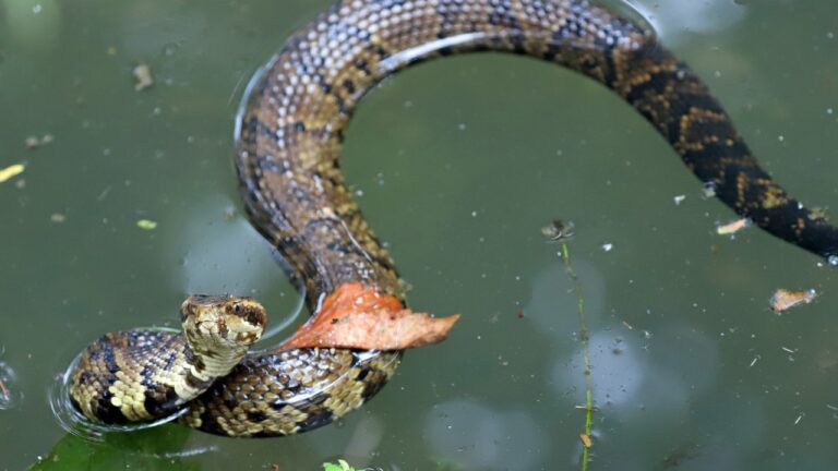 Night Fisherman Hooked a Cottonmouth — Then Realized the “Fish” Was Hissing at Him