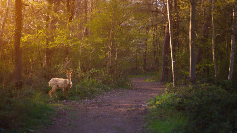 Hunter’s Buddy Shot a Fake Deer at First Light — Then the Family Prank Became the Camp Story He’ll Never Outrun