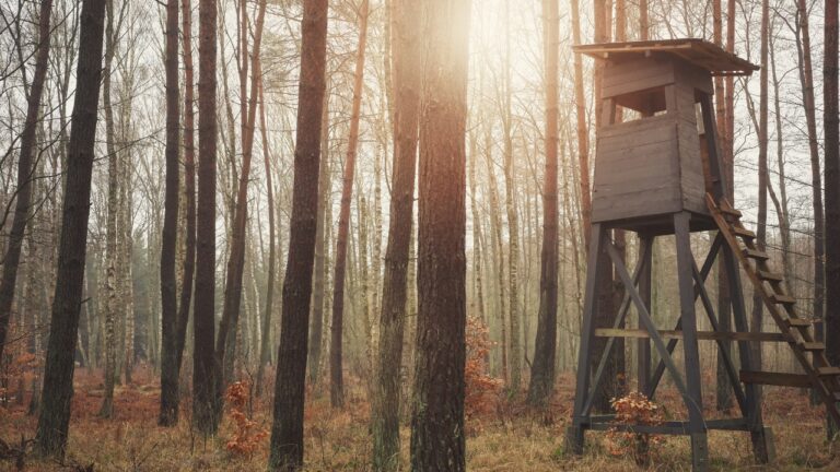 Landowner Finds a Stranger’s Stand on His Property — Then Spots an Illegal Setup Near the Line