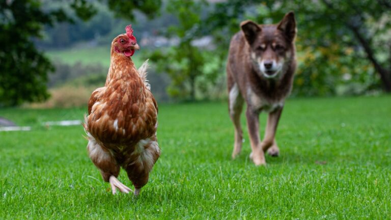 Woman Says Hunters’ Dogs Killed Her Chickens Once — Then They Came Back and Sent the Dogs Into the Yard Again