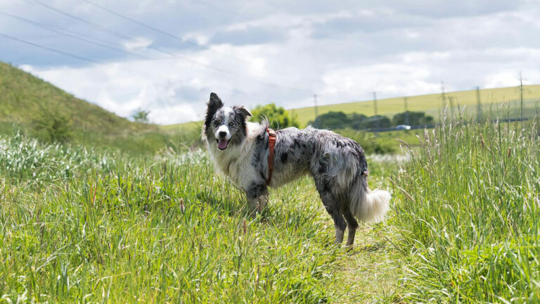 Landowner Says Hunters Keep Reporting His Dog Walks — Even Though He’s on His Own Property