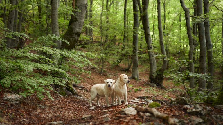 Hunter Says Neighbor Dogs Kept Ruining His Deer Season — And He Didn’t Know How Far He Could Legally Go