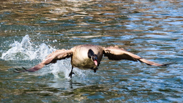 Hunters Shot Geese From a Pond — Then an Outfitter Showed Up Claiming They Were Trespassing