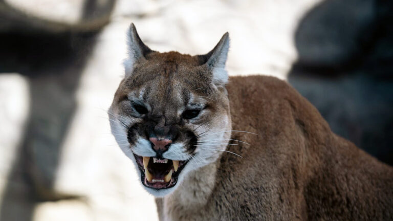 Camper Says a Mountain Lion Screamed 150 Feet From the Tent — Then It Refused to Leave Even After a Warning Shot