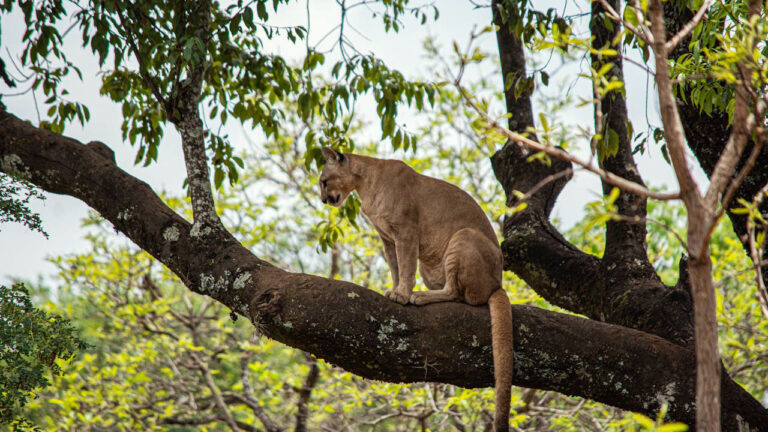 Camper Spots a Mountain Lion Sitting on a Branch 25 Feet From Camp — Then Says It Moved Closer Every Time They Yelled