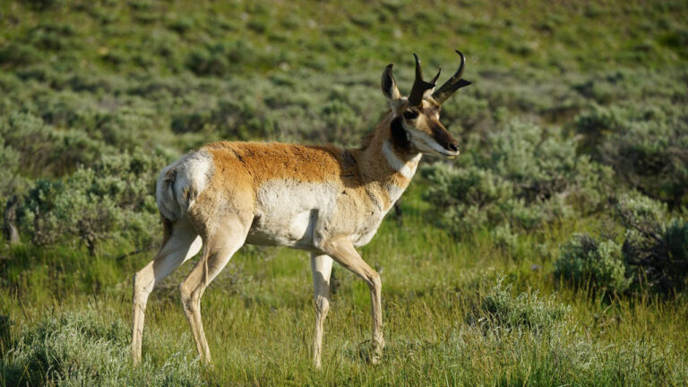 Hunter Trusted OnX for His Pronghorn Hunt — Then a Rancher Came Flying Across the Prairie in a Rage