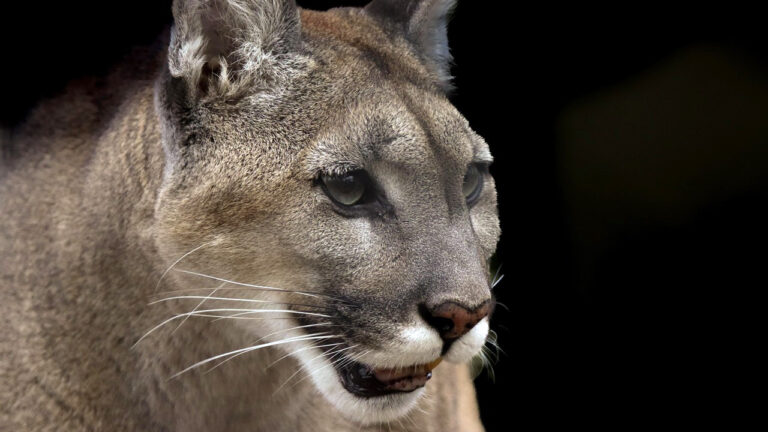 Solo Camper Wakes Up at 3 A.M. and Sees a Mountain Lion Staring Back From Less Than 20 Yards Away