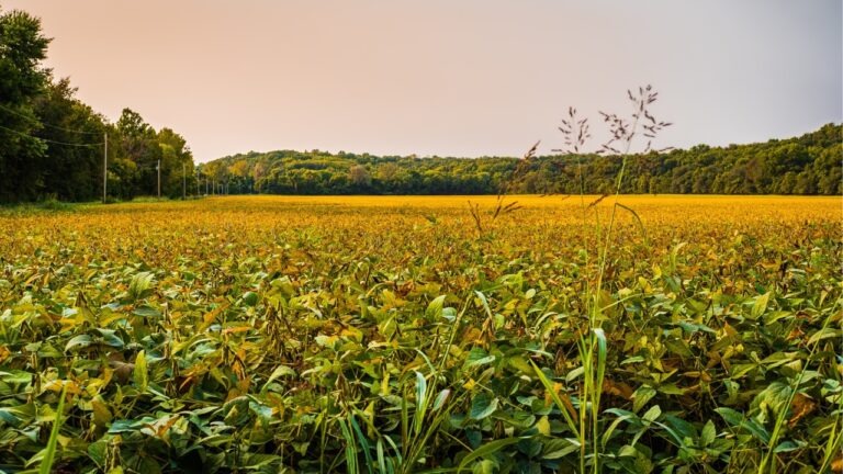 Landowner Says Everyone Wants to Hunt His Property — But Other Hunters Warn Him It Can Turn Into a Liability Mess