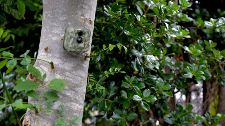 Private Landowner Says Trail Cameras Kept Getting Stolen — Then He Put Cameras Above Them and Got the Thief Arrested