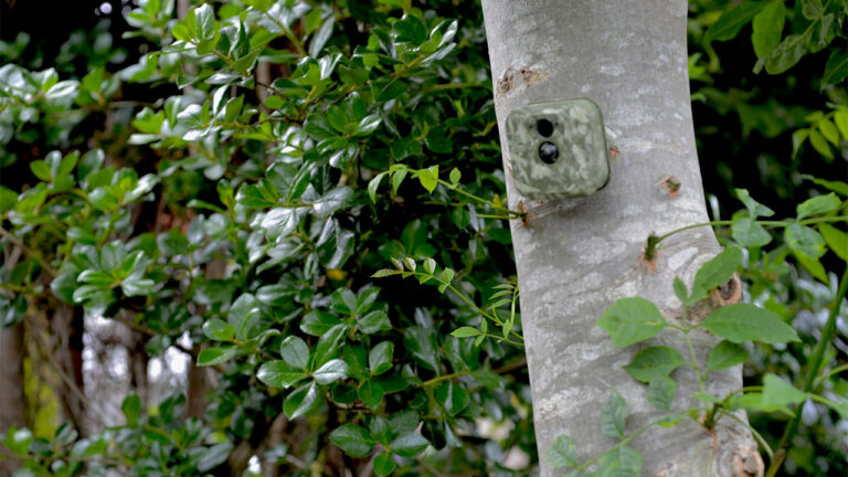 Landowner Finds a Stranger’s Trail Camera on His Property — Then Reddit Debates Whether It Was a Mistake or Poaching Setup
