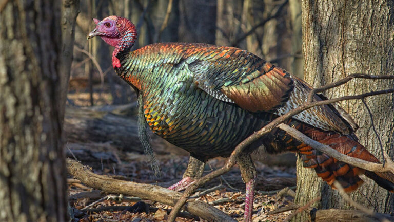 Turkey Hunters Called Back and Forth on Public Land — Then Realized They Had Been Stalking Another Hunter