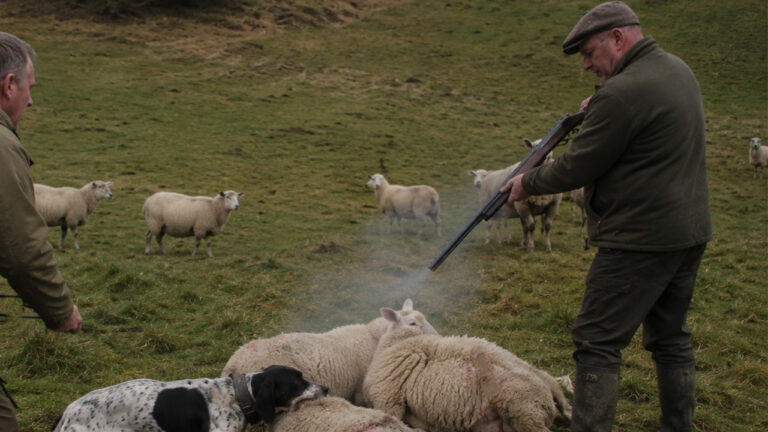 Hunting Dog Escapes a Field Trial and Kills Three Sheep — Then the Farmer Shoots the Dog and the Hunter Sues Over the Pointer’s Value
