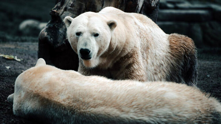 15 predators that don’t scare easy when they decide you’re the problem