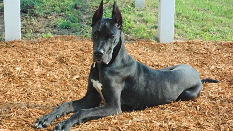 20 Dog Breeds That Aren’t Nearly as Popular as They Used to Be