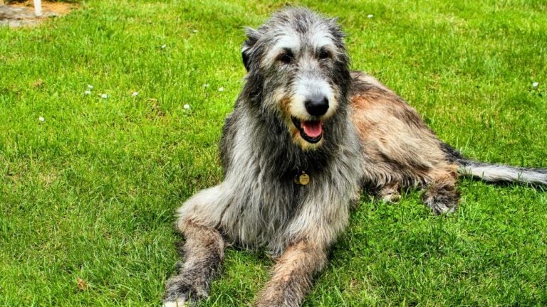 20 Traditional Dog Breeds Being Replaced by Newer Favorites